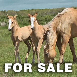Sport Horses for Sale