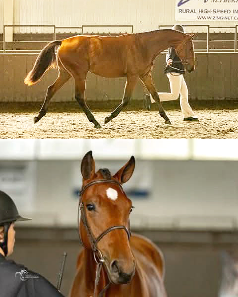 RSH Temptress was the 2024 Canadian Sport Horse Champion Yearling Filly 